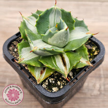 Load image into Gallery viewer, Agave isthmensis &#39;Oji Raijin&#39;
