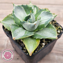 Load image into Gallery viewer, Agave isthmensis &#39;Oji Raijin&#39;
