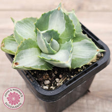 Load image into Gallery viewer, Agave isthmensis &#39;Oji Raijin&#39;
