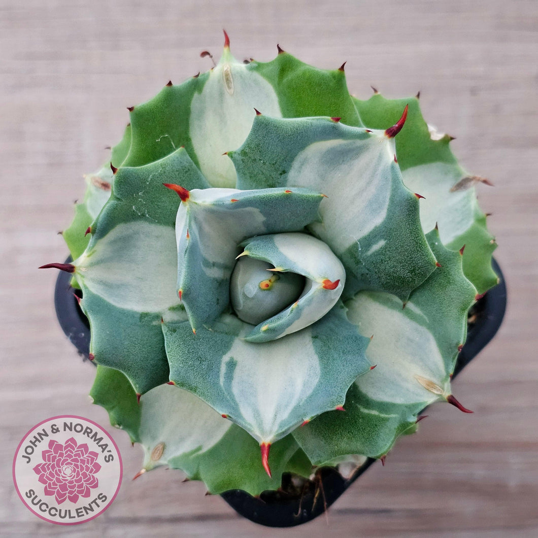 Agave isthmensis 'Oji Raijin' - John & Norma's Succulents Australia