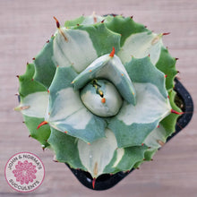 Load image into Gallery viewer, Agave isthmensis &#39;Oji Raijin&#39; - John &amp; Norma&#39;s Succulents Australia
