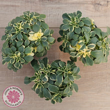 Load image into Gallery viewer, Aichryson x aizoides variegatum
