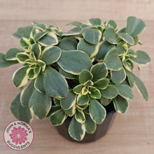 Load image into Gallery viewer, Aichryson x aizoides variegatum
