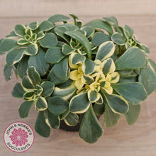 Load image into Gallery viewer, Aichryson x aizoides variegatum
