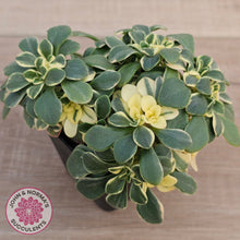 Load image into Gallery viewer, Aichryson x aizoides variegatum
