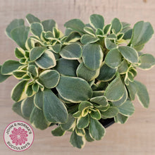 Load image into Gallery viewer, Aichryson x aizoides variegatum
