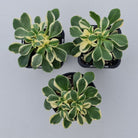 Aichryson x aizoides variegatum