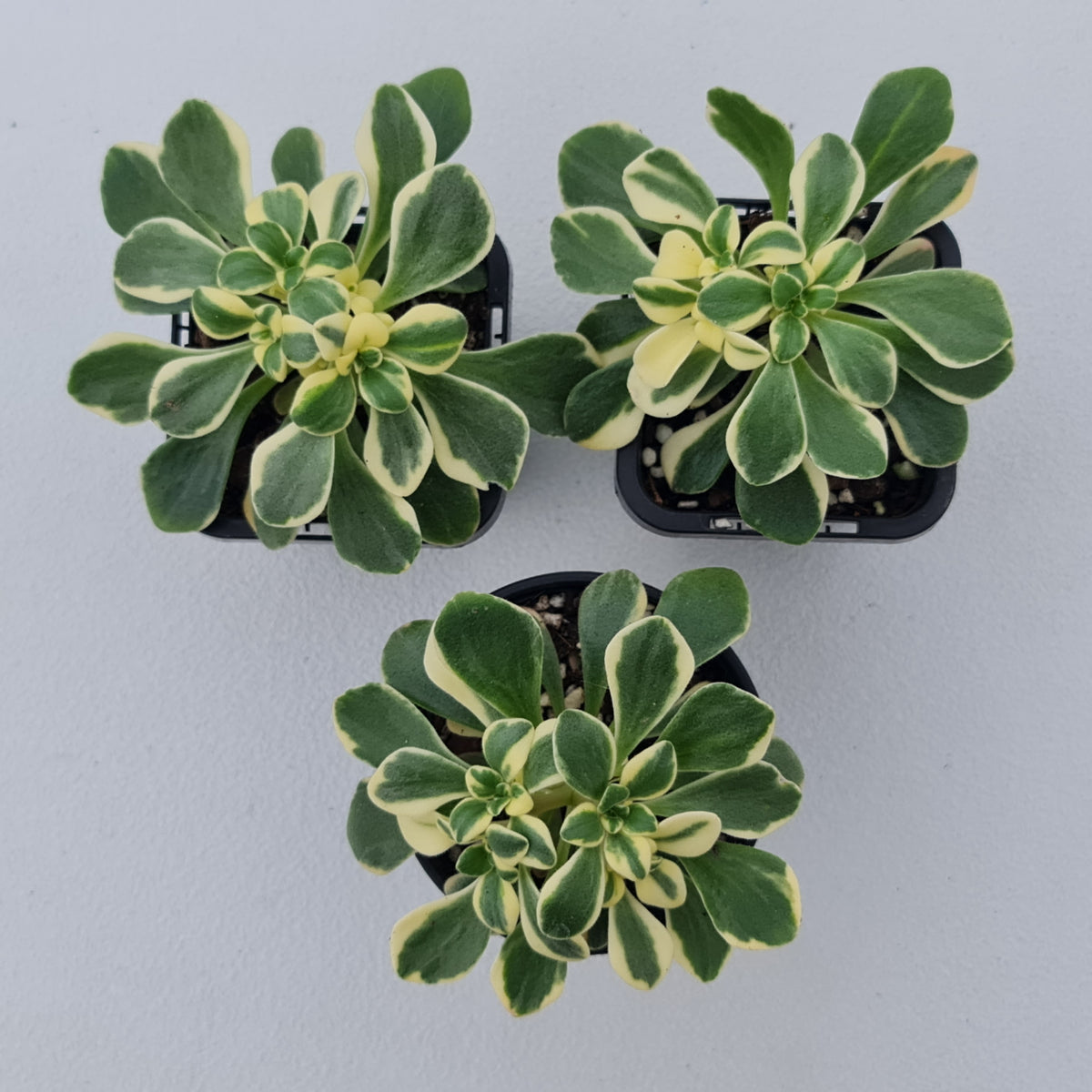 Aichryson x aizoides variegatum
