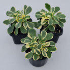 Aichryson x aizoides variegatum