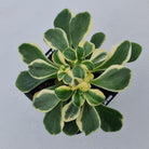Aichryson x aizoides variegatum