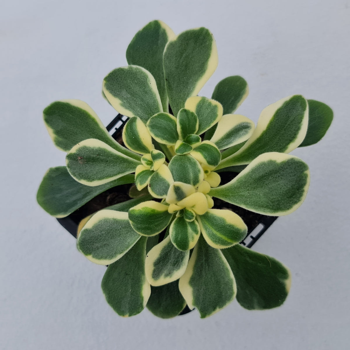 Aichryson x aizoides variegatum
