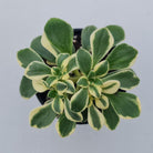 Aichryson x aizoides variegatum