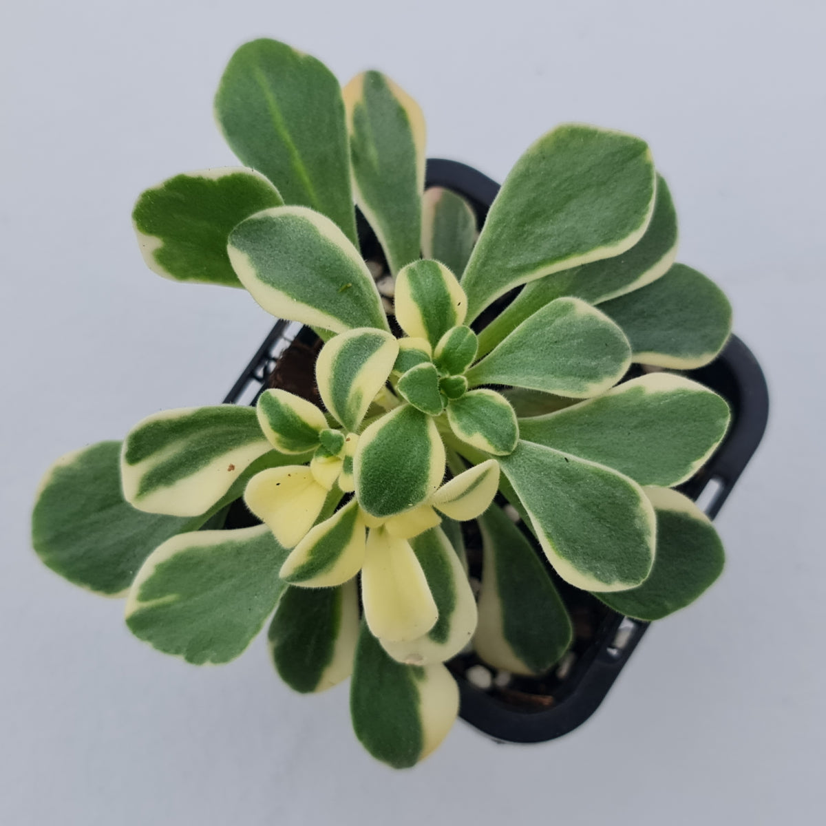 Aichryson x aizoides variegatum