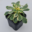 Aichryson x aizoides variegatum