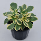 Aichryson x aizoides variegatum