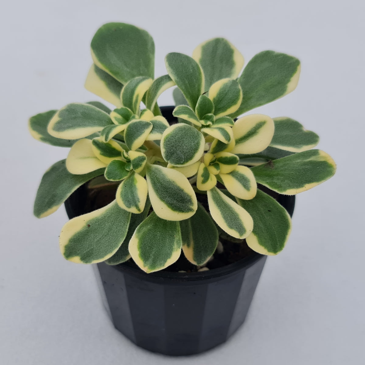 Aichryson x aizoides variegatum