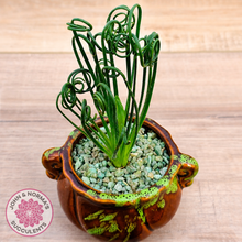 Load image into Gallery viewer, Albuca 'Frizzle Sizzle'
