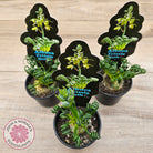 Albuca 'Frizzle Sizzle'