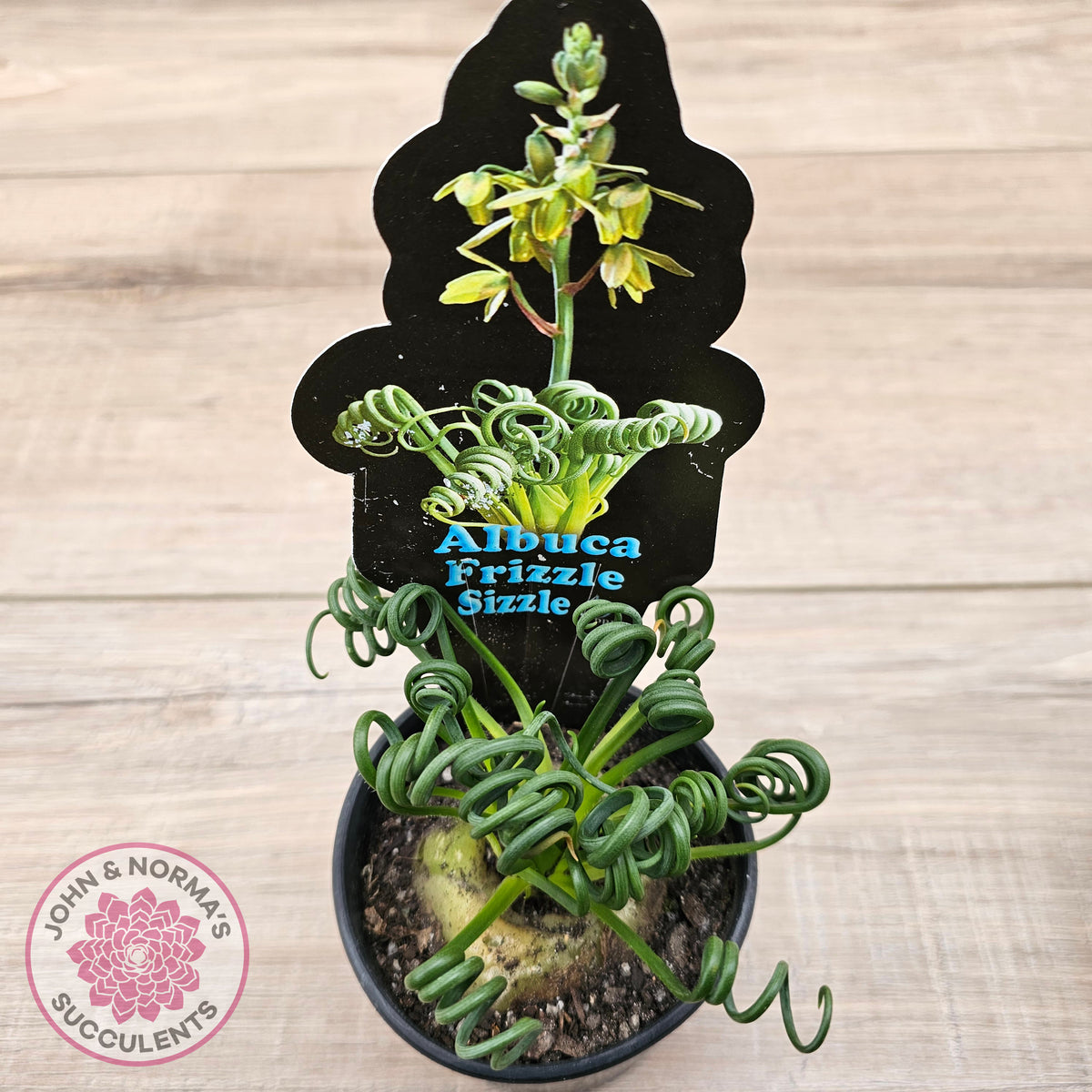 Albuca 'Frizzle Sizzle'