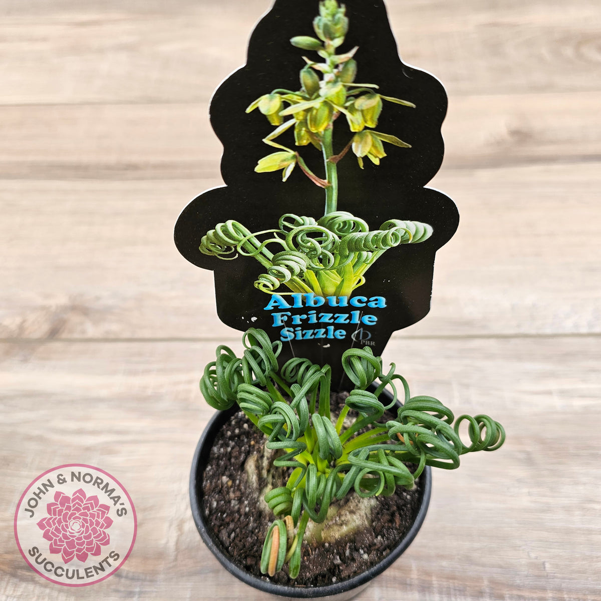 Albuca 'Frizzle Sizzle'