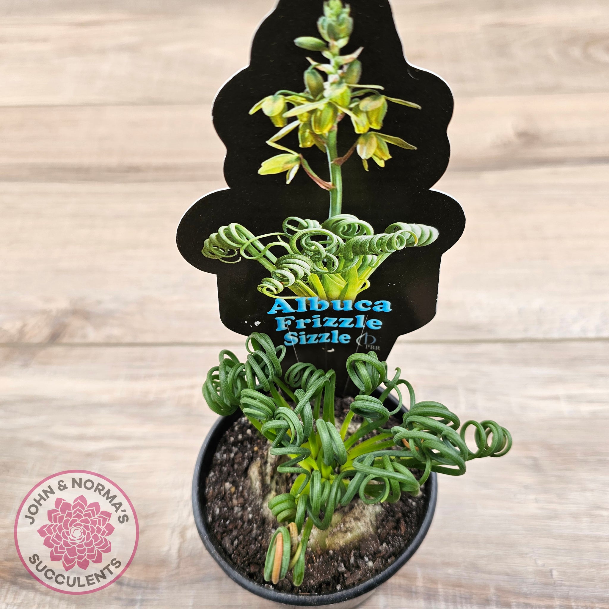 Buy Albuca 'Frizzle Sizzle' Australia