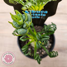 Albuca 'Frizzle Sizzle'