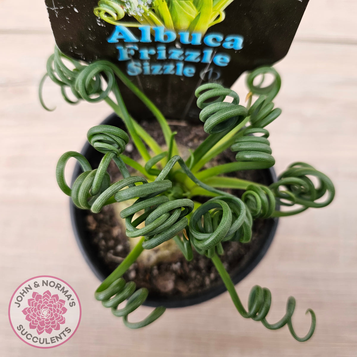 Albuca 'Frizzle Sizzle'