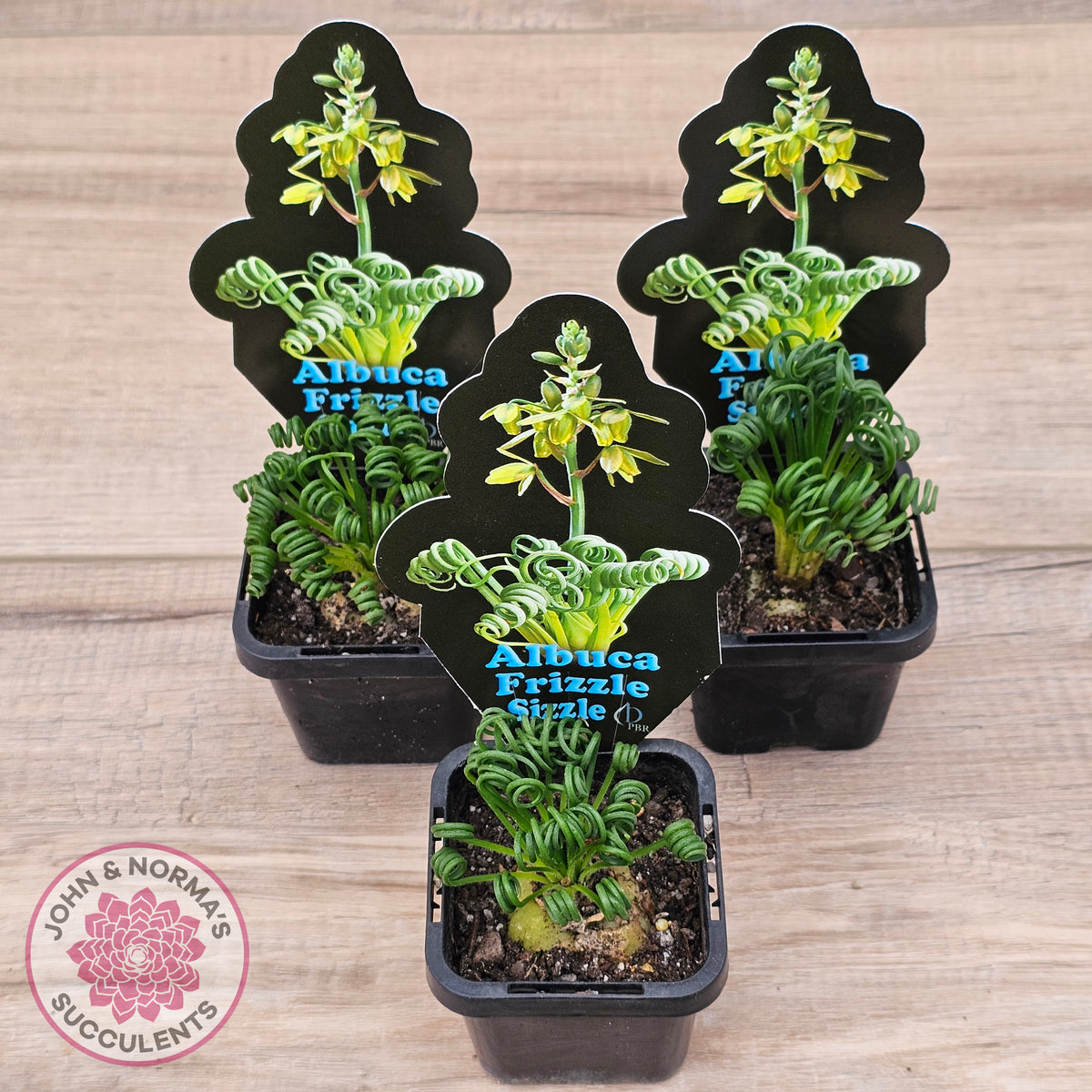 Albuca 'Frizzle Sizzle'