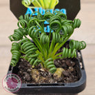 Albuca 'Frizzle Sizzle'