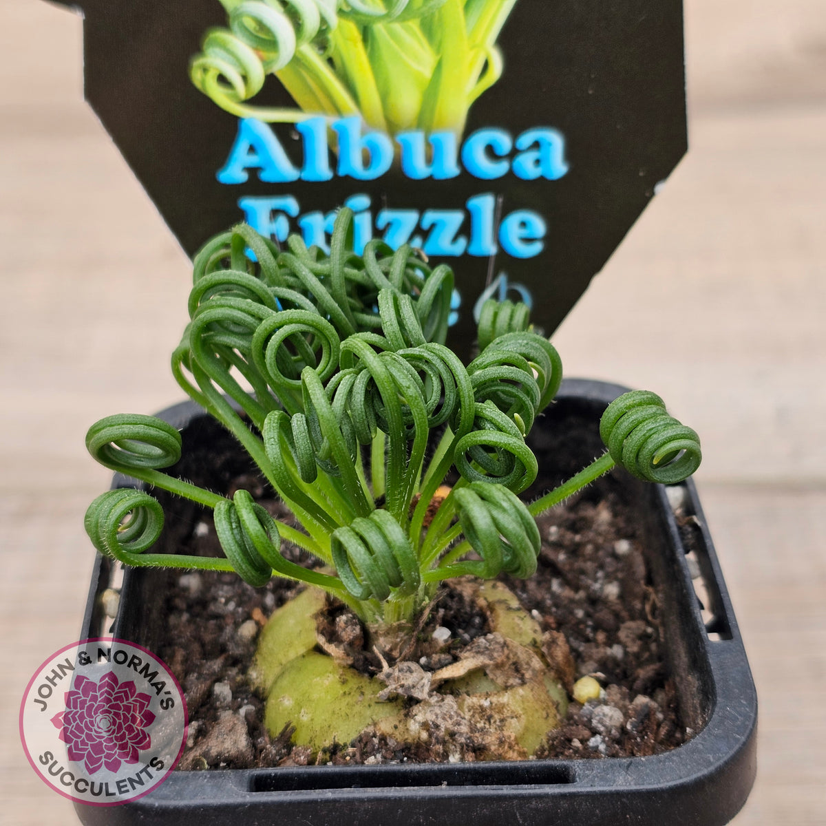 Albuca 'Frizzle Sizzle'