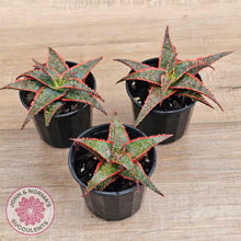 Load image into Gallery viewer, Aloe &#39;Christmas Carol&#39; - John &amp; Norma&#39;s Succulents Australia
