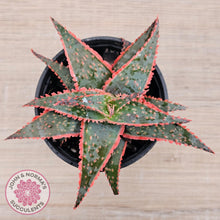 Load image into Gallery viewer, Aloe &#39;Christmas Carol&#39; - John &amp; Norma&#39;s Succulents Australia
