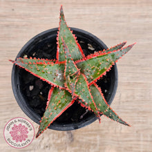 Load image into Gallery viewer, Aloe &#39;Christmas Carol&#39; - John &amp; Norma&#39;s Succulents Australia
