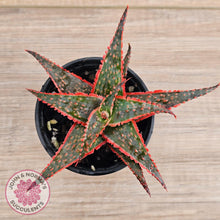 Load image into Gallery viewer, Aloe &#39;Christmas Carol&#39; - John &amp; Norma&#39;s Succulents Australia
