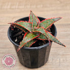 Aloe 'Christmas Carol'