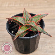 Load image into Gallery viewer, Aloe &#39;Christmas Carol&#39; - John &amp; Norma&#39;s Succulents Australia
