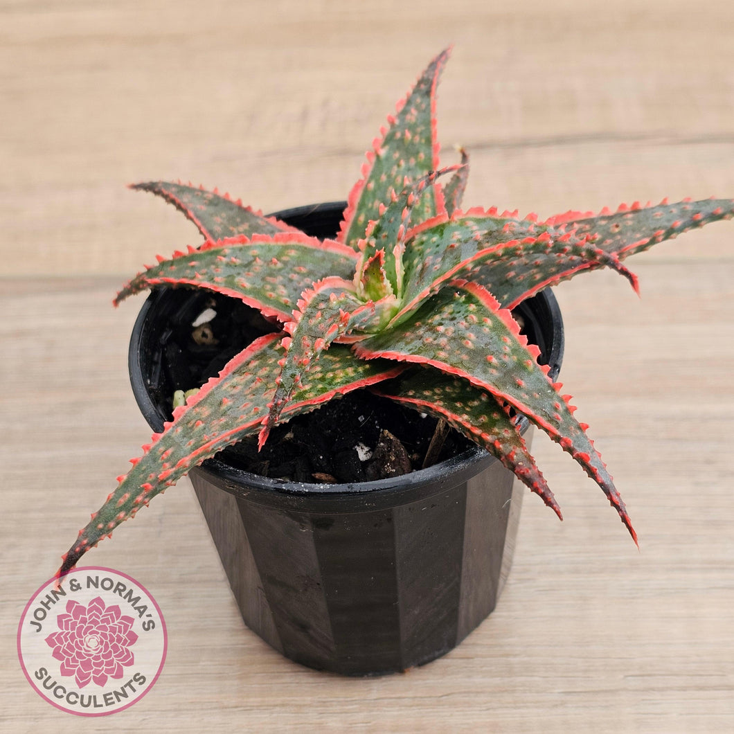 Aloe 'Christmas Carol' - John & Norma's Succulents Australia