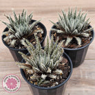 Aloe Haworthioides