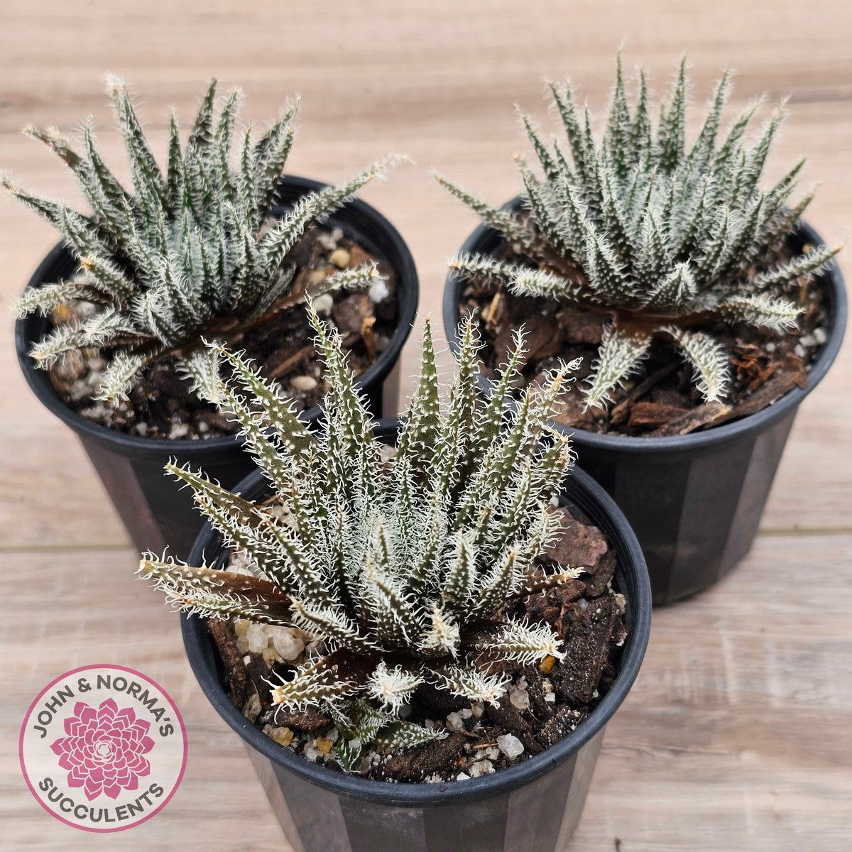 Aloe Haworthioides