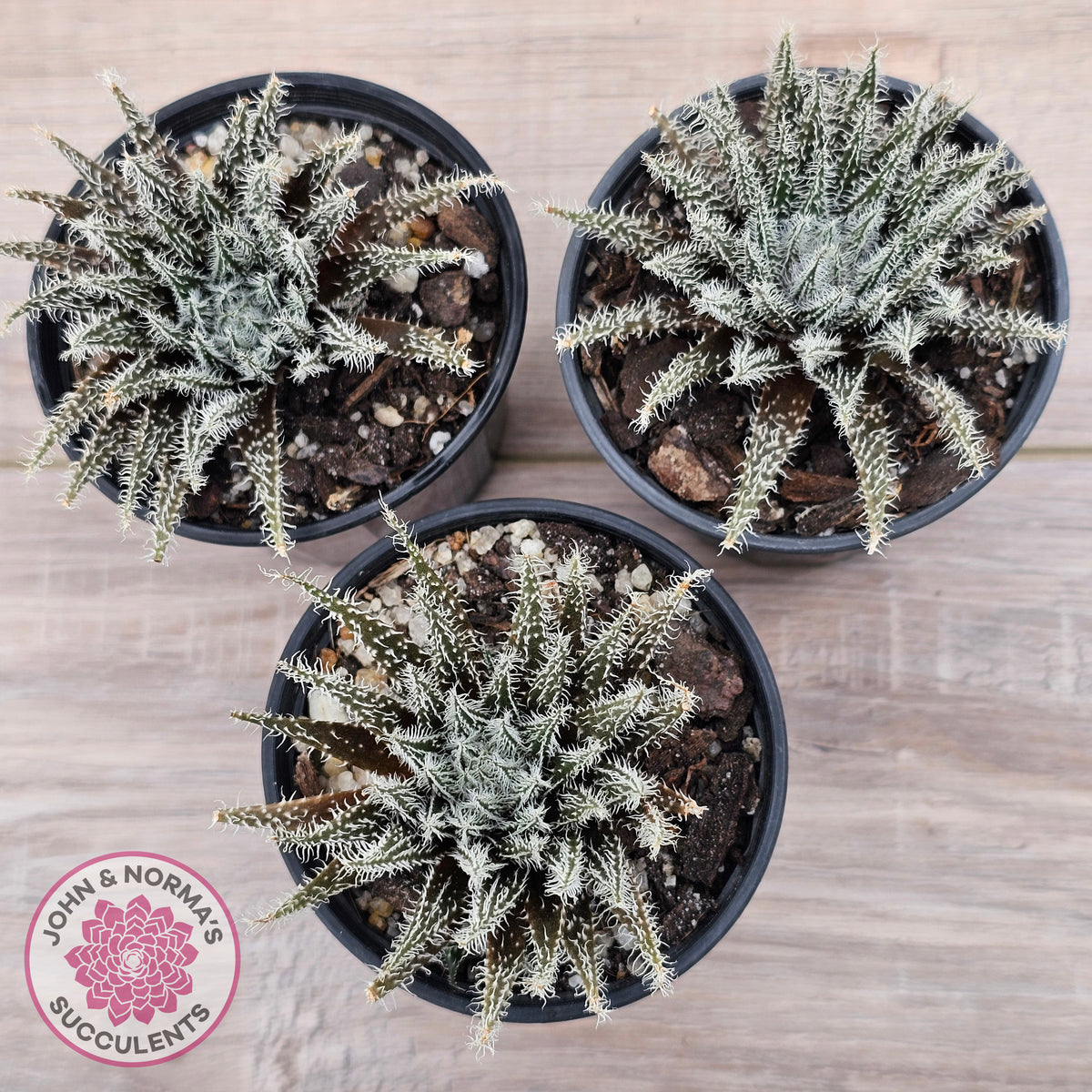 Aloe Haworthioides