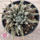 Aloe Haworthioides