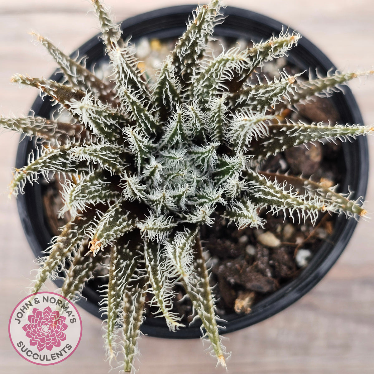 Aloe Haworthioides