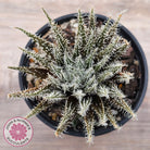 Aloe Haworthioides