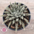 Aloe Haworthioides