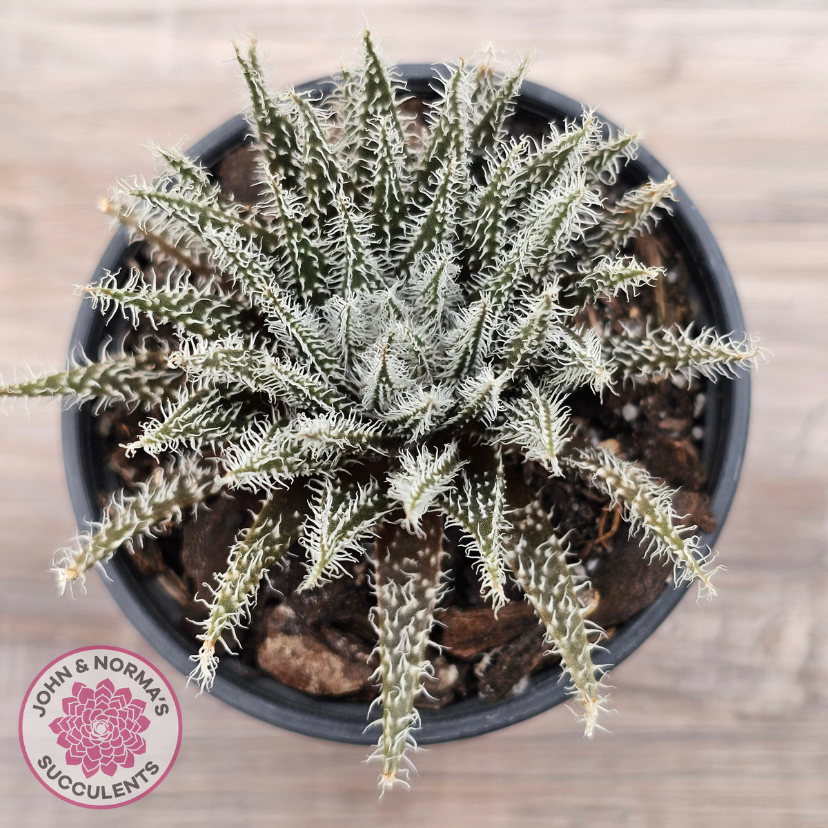 Aloe Haworthioides