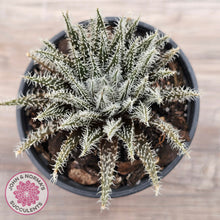 Load image into Gallery viewer, Aloe Haworthioides
