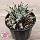 Aloe Haworthioides