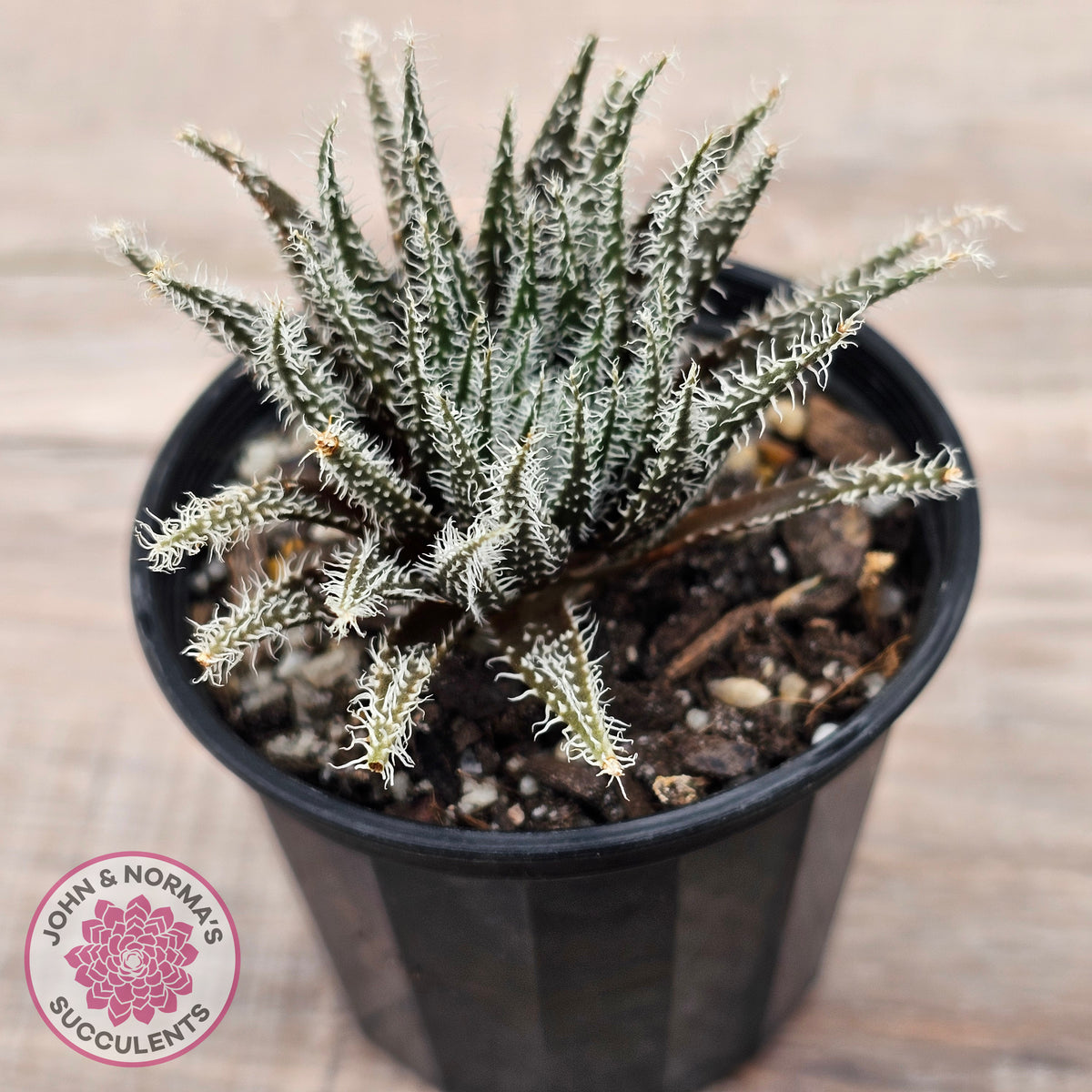 Aloe Haworthioides