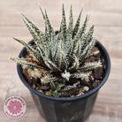 Aloe Haworthioides