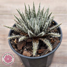 Aloe Haworthioides